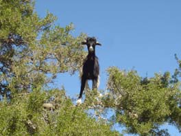 goat in Argan tree
