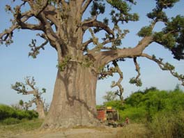 baobab bush camp