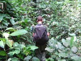 gorilla trekking through dense vegetation... ho ho ho