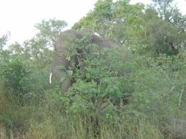 elephant hiding in bush